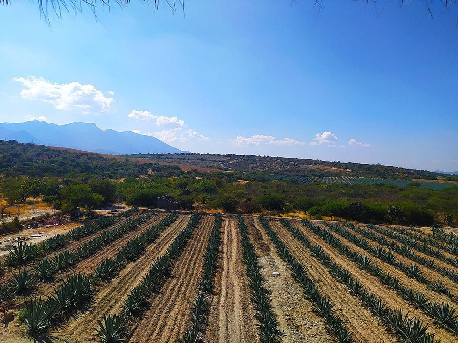 Terreno en venta en la zona de El Peluchan, León | 290 m² de terreno
