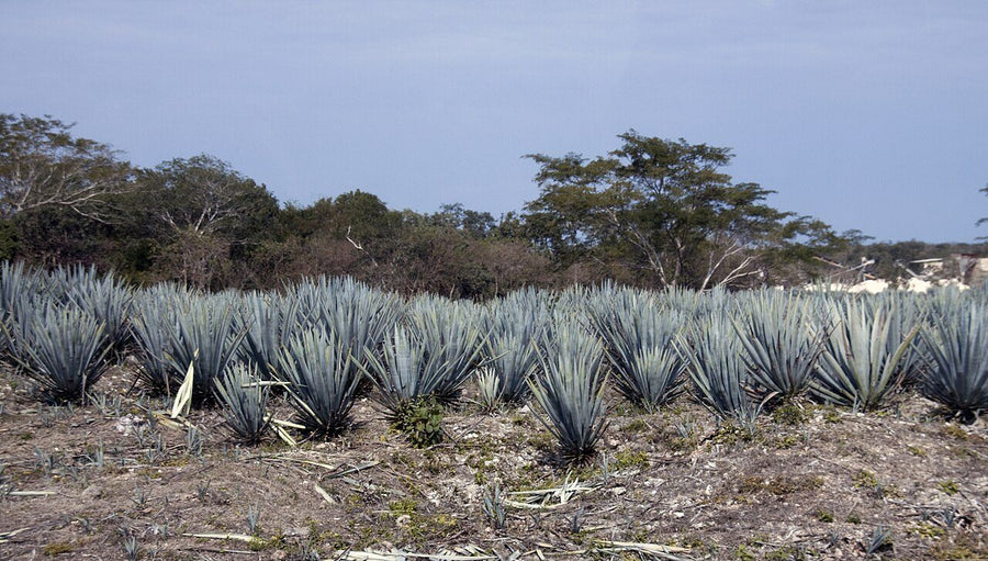 Inmueble productivo en renta en la zona de Rancho los Girasoles, Oaxaca | 470 m²