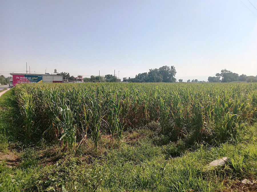 Inmueble productivo en renta · El Sauz de Magaña, Zamora | 390 m²