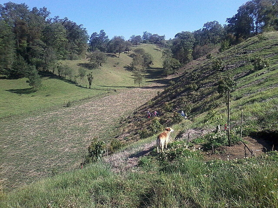Terreno en renta en la zona de San Mateo Cuautepec, Tultitlán | 250 m² de terreno