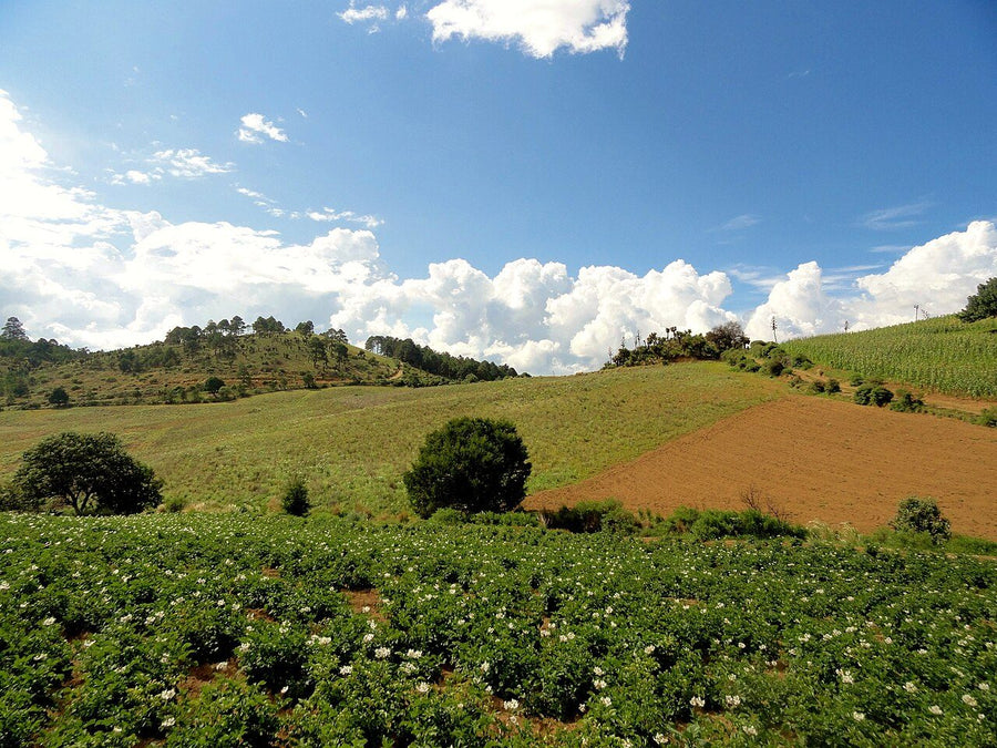 Terreno en renta · Polvorín, Ciudad Madero | 215 m² de terreno